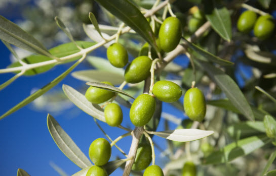 Cultivo